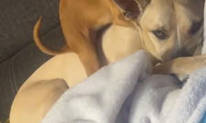Dog's Unique Back Massage Style