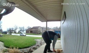 Delivery Driver Knows Cat by Name