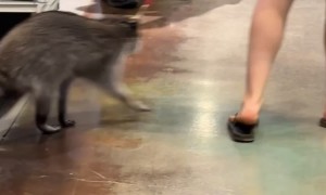 Bass Pro Shopper Walks Pet Raccoon
