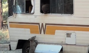 Bear Climbs Out of RV Window