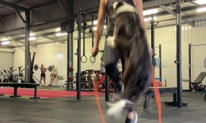 Border Jumps Rope With Owner