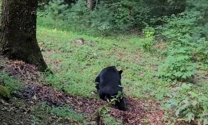 Eugene the Bear Caught Snooping Around Cabin