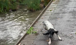 Springer Spaniels Go Swimming