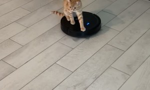 Orange Cat Rides Robot Vacuum