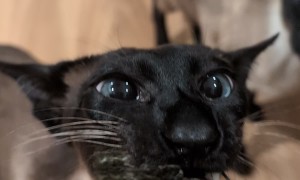 Kevin the Cat Crunches on Seaweed Snack