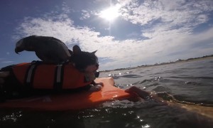 Parrot And Cats Bodyboard Together