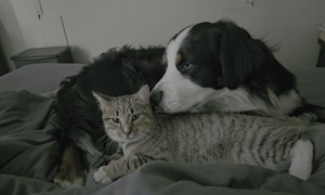 Purring Foster Cat Cuddles With Loving Dog