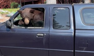 You Can't Park There, Bear
