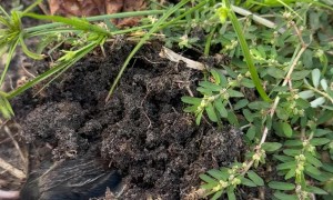 Father and Son Save a Mole