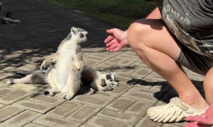 Man Hangs Out With Zoo Lemur