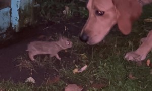 Wild Baby Rabbit Approaches Golden Retriever