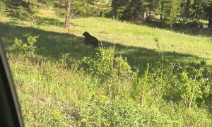 Family Sees Bear Up Close in National Park
