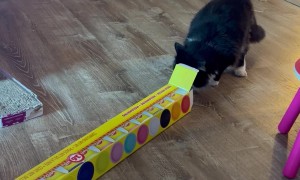 Tuxedo Cat Tries To Fit In Long Box