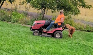 Helpful Dog Hops On Lawn Mower
