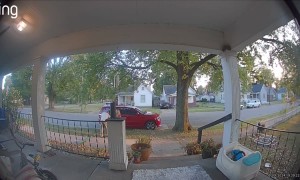 My Cane Corso Spotted a Squirrel and I Went Flying