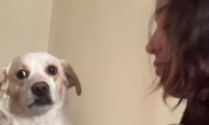 Dog Calms Woman Down