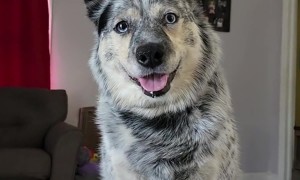 Man Shares Blueberry Muffins With Dog