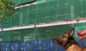 Security Guard's Dog Attacks Woman