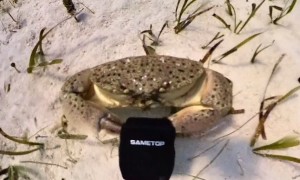 Crab Steals Diver's Camera