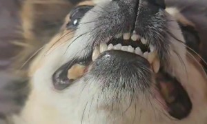 Chihuahua Claps His Paws