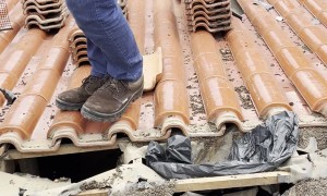 Company Removes Bats From Roof Tiles