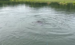 Bear Bobs and Dives Near Fishing Boat
