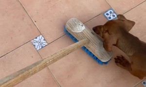 Broom Is Dachshund's Enemy