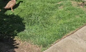 Duck Army Hopes For Food