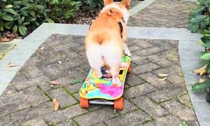 Skate Corgi Conquers Staircase
