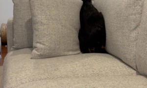English Cocker Spaniel Plays in Ball Pit
