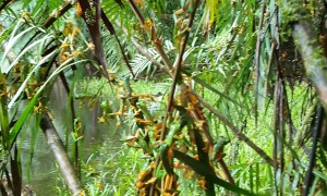 Tree Frog Breeding Event
