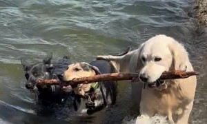 Three Dogs Work Together To Retrieve Stick