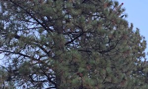 Plane Drops Fire Retardant On Davis Creek Fire