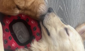 Sweetly Sleeping Boop To Boop