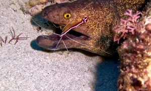 Brave Cleaner Shrimp