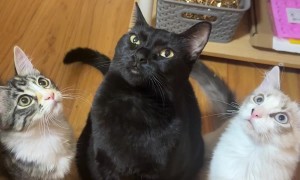 Cats Learn the "Touch" Command