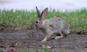 Bunny and Squirrel Play Together
