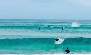 Dolphins Swims With Surfers