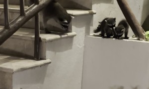 Baby Raccoons Fall Flat