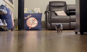 Hedgehog Tippy Taps Sound Like a Helicopter