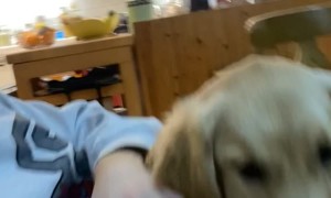 Puppy Breaks Wind With Perfect Timing