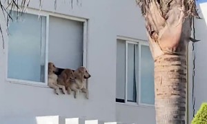 Golden Retriever Neighborhood Watch