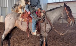 Dog Jumps on Horse's Back for a Ride