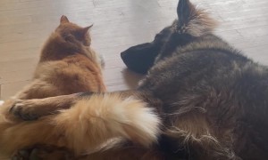 Cat Cuddles With German Shepherd
