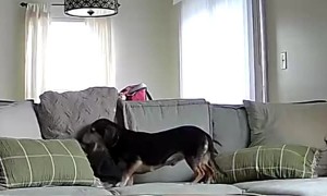 Security Cam Captures Dog Getting Cozy on the Couch