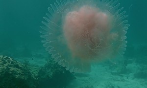 Diver Encounters Big Pink Jellyfish