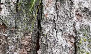 Leaf Insect Hops From Hand To Tree