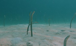 Eels Emerge From Sea Floor