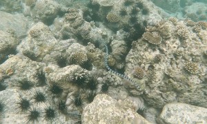 Diver Follows Venomous Sea Snake