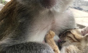 Monkey Cares For Stray Kitten